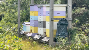 Bees making Nantucket Honey